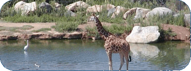 Getting to the San Diego Wild Animal Park from Gillespie Field